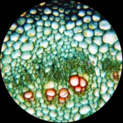 Portable Dual LED Student Microscope With Prepared And Blank Slides And Microscope Book - AmScope -OUTSUNNY Shop GUEST 24a8692d 494a 4943 a653 a40039c186b8