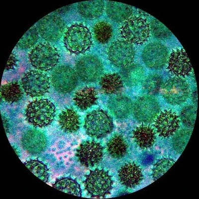 Portable 40X-1000X Magnification Monocular Student Microscope - AmScope 8 Portable 40X-1000X Magnification Monocular Student Microscope - AmScope - Image 6