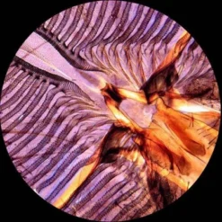 Portable Dual LED Student Microscope With Prepared And Blank Slides And Microscope Book - AmScope -OUTSUNNY Shop GUEST a9649264 16f0 4e8d ae1c 88e4e970c265