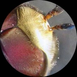 Kids' Portable Battery Powered Stereo Microscope With Dual LED Lights - AmScope 9 Kids' Portable Battery Powered Stereo Microscope With Dual LED Lights - AmScope -OUTSUNNY Shop GUEST ac5cac94 cd14 4953 b5d4 6e52d75ebb9a